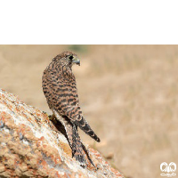 گونه دلیجه Common Kestrel